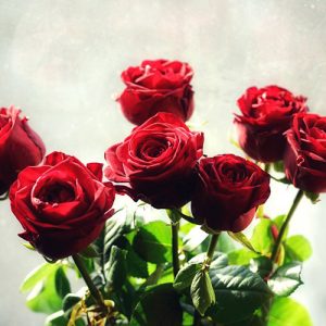 7 красных роз в Черновцах фото