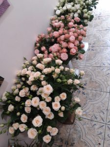 троянди у вазонах фото