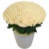 товар 301 біла троянда у великому вазоні