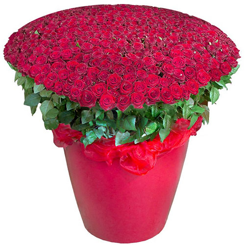 фото 301 червона троянда у великому вазоні