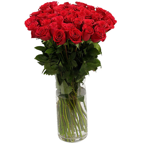 фото товара Троянда імпортна червона (поштучно) | «Роза Буковина»