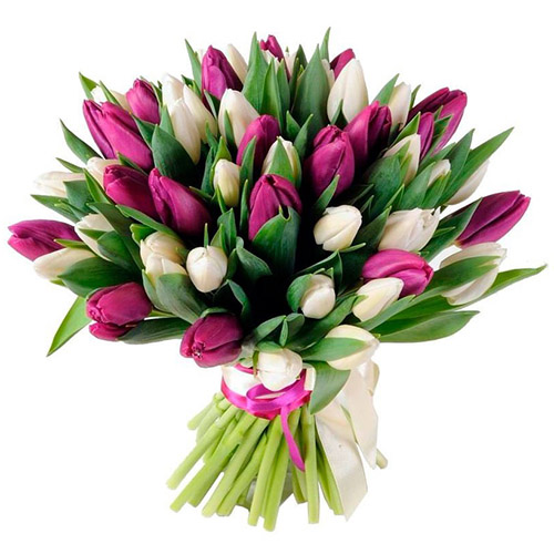 Фото товара 51 бело-пурпурный тюльпан (с лентой) у Чернівцях