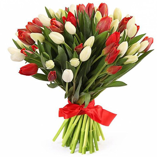 Фото товара 51 червоно-білий тюльпан (зі стрічкою) у Чернівцях