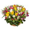 Фото товара 75 фиолетово-жёлтых тюльпанов у Чернівцях
