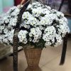 Фото товара Корзина красных и белых роз у Чернівцях